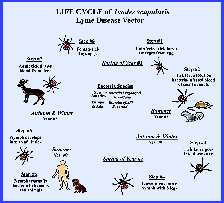 Lyme Disease Tick Life Cycle